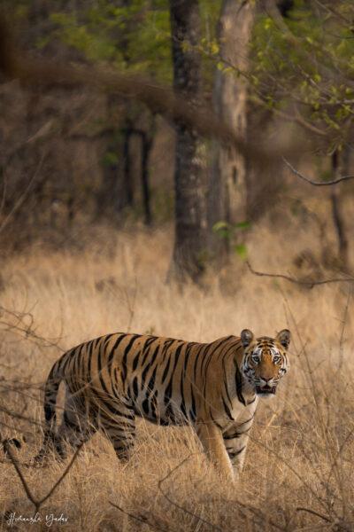 tiger of nauradehi