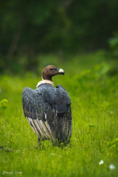 Vulture Nauradehi