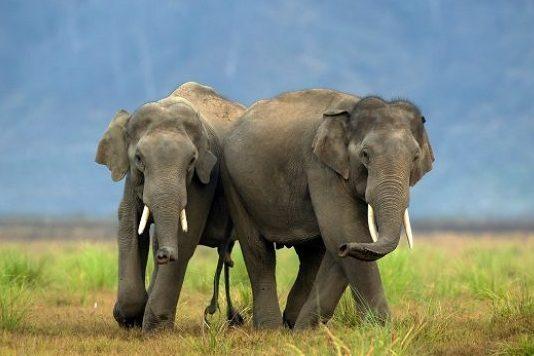 elephants of corbett national park