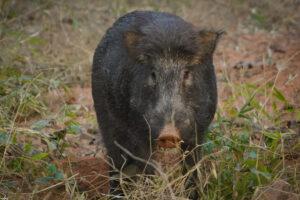 indan wildboar photography