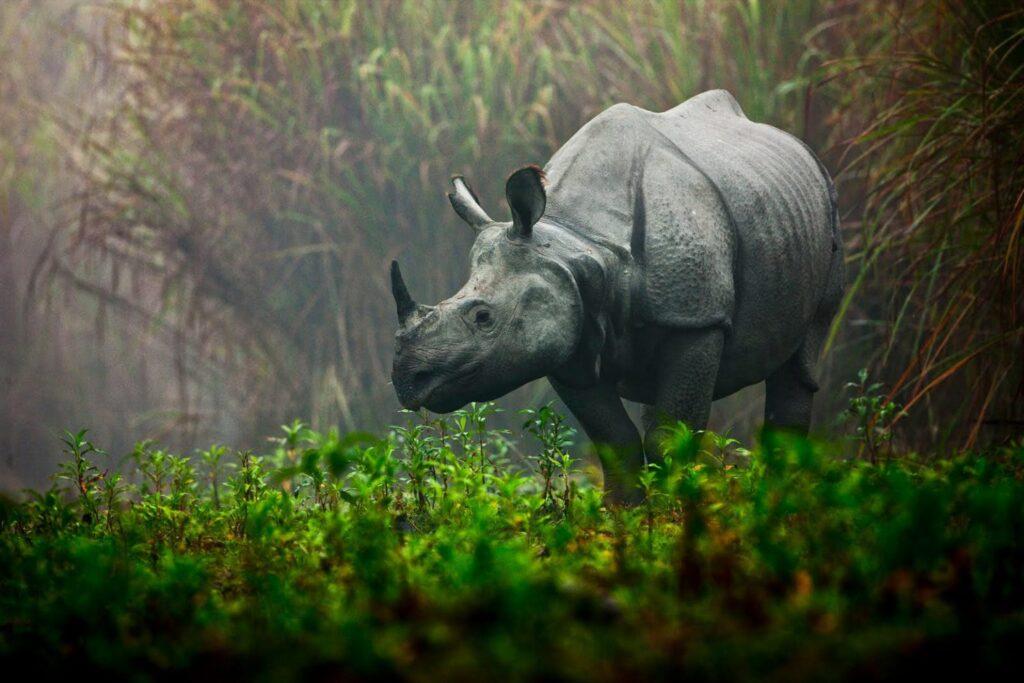 one horned rhino in the morning