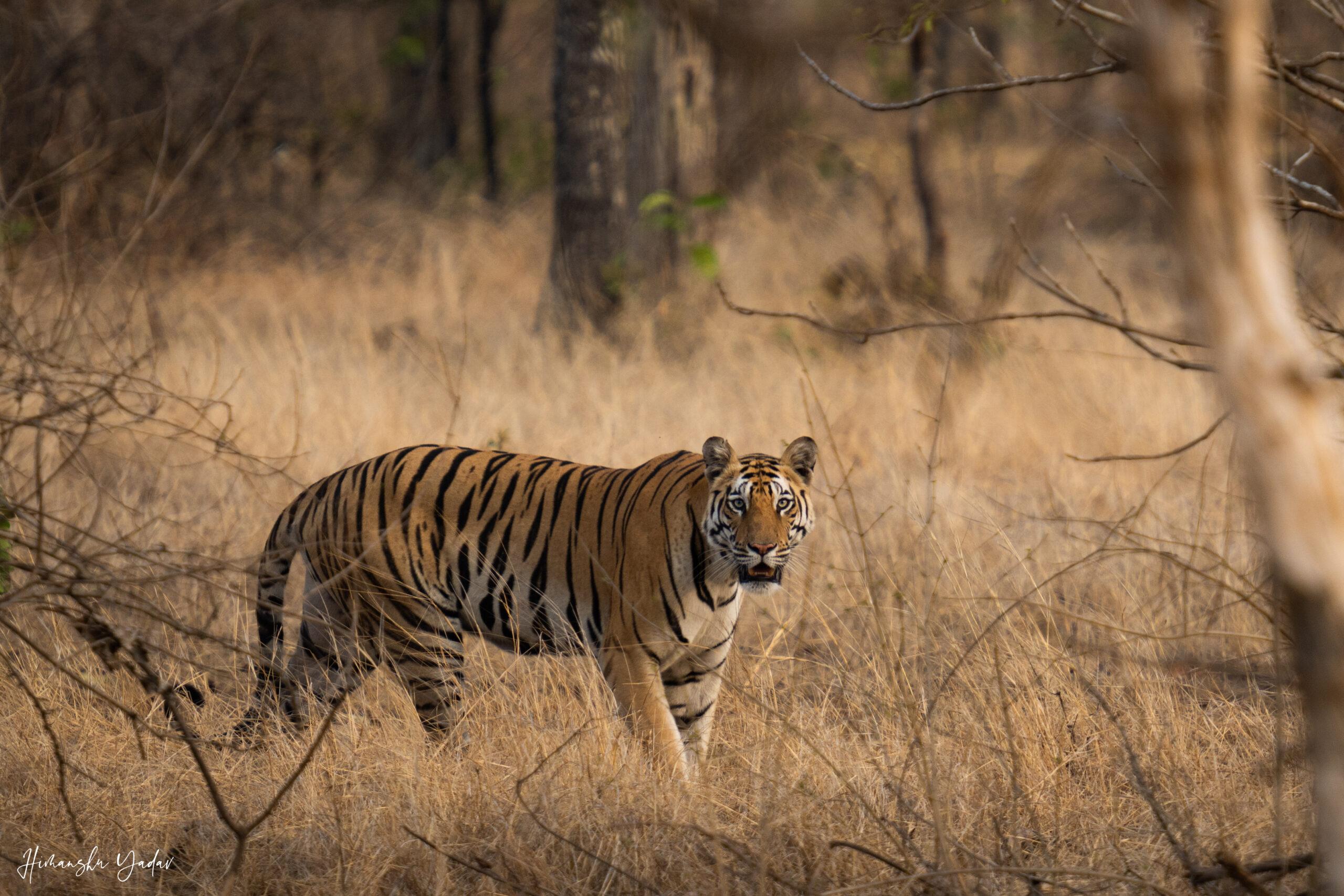 tiger walking in the grass