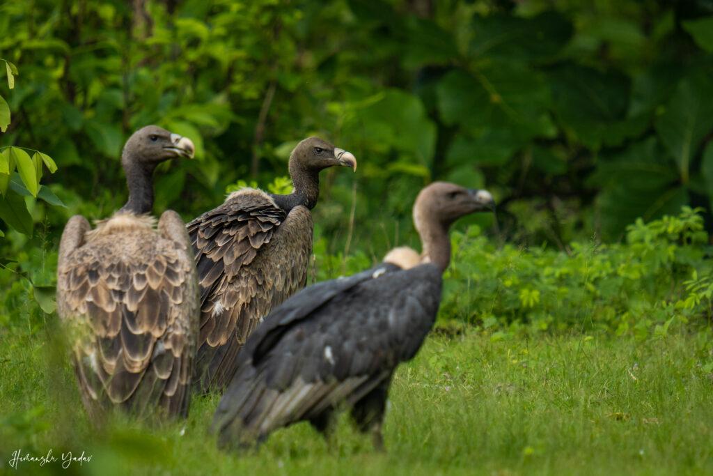 vultures in beautiful green background