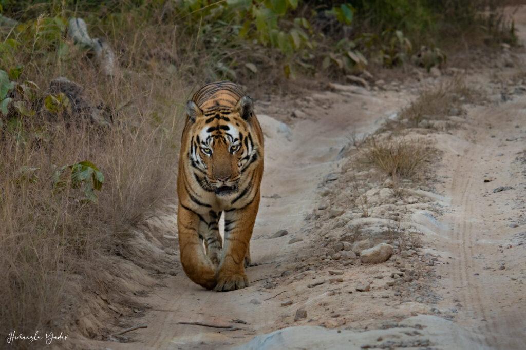 Bandhavgarh Tiger Walking On Road