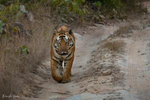 Bandhavgarh Tiger Walking On Road