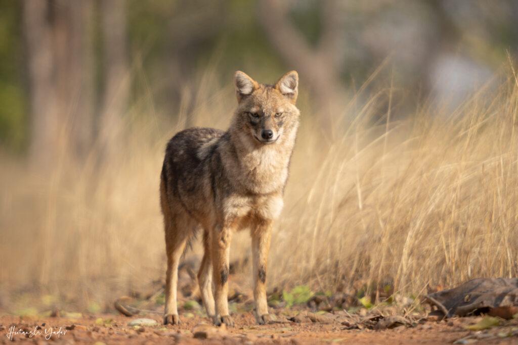 Golden jackal with golden grass
