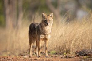 Golden jackal with golden grass