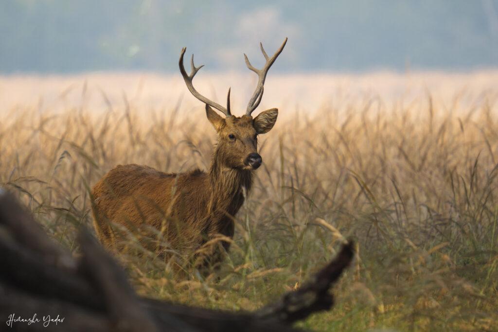 deer walking in the grass