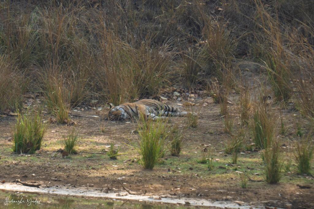 Tiger Sleeping