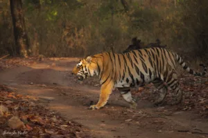 Tiger in Kanha National Park