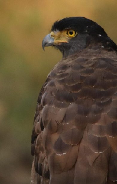 Crested Serpent Eagle